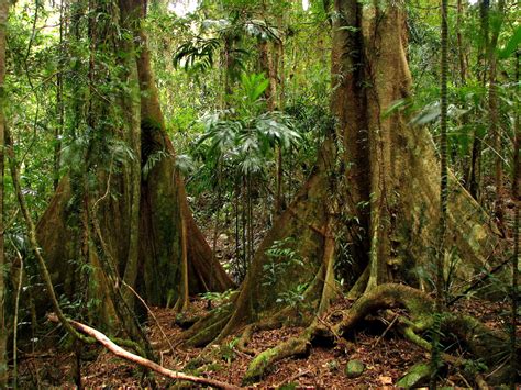 Tropical Rain Forest Biomes