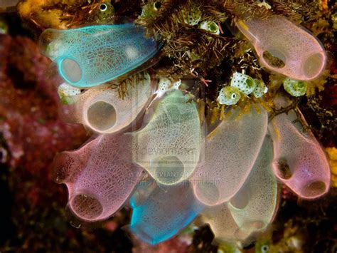 Tunicates Sea Squirts Weird Sea Creatures Deep Ocean Creatures