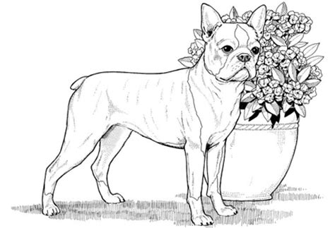 This coloring page features an adorable boston terrier with a fun patterned background. Dog Coloring Pages by YUCKLES!