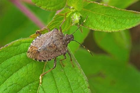 How To Get Rid Of Stink Bugs Check Out These Easy 7 Home Remedies To
