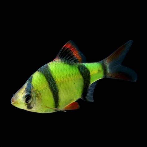 Electric Green Glofish Barb Puntius Tetrazona