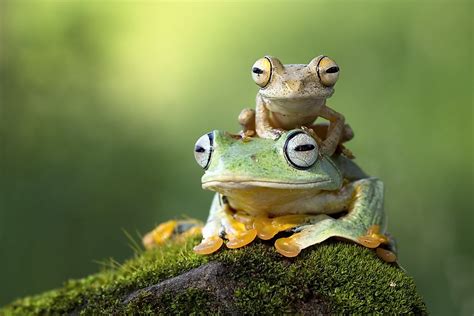 The frog vle link has moved to the bottom of the home page. What Are Amphibians? - WorldAtlas.com