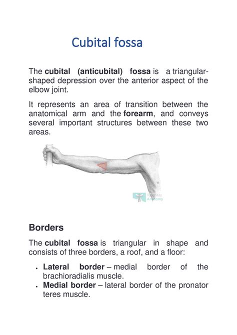 Cubital Fossa Anatomy Upper Limbs Cubital Fossa The Cubital