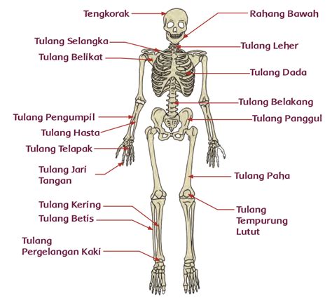 Rangka Manusia Dan Fungsinya Cara Belajar Sd Mangkura Sdn Mangkura My