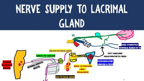 Nerve Supply To Lacrimal Gland Neuroanatomy Youtube