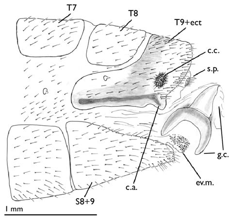 Chrysopodes Neosuarius Krugii Male Terminus Lateral Membrane At
