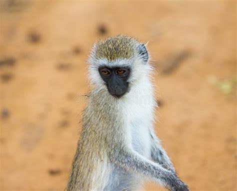 Vervet Monkey Portrait Stock Photo Image Of Samburu 235824150