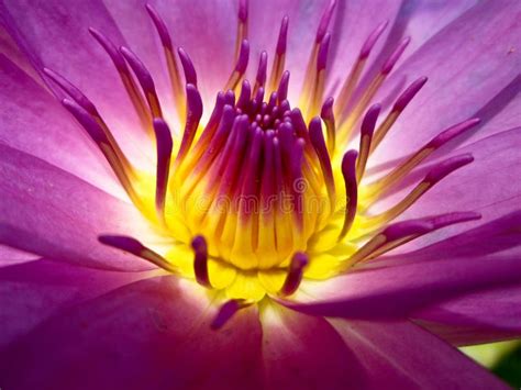 Pink Lotus Macro Yellow Pollen Stock Image Image Of Garden Spot