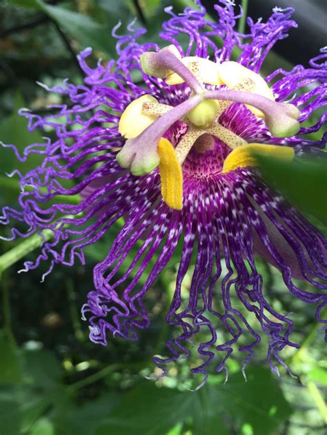 First Passion Flower of the Season | Passion flower ...