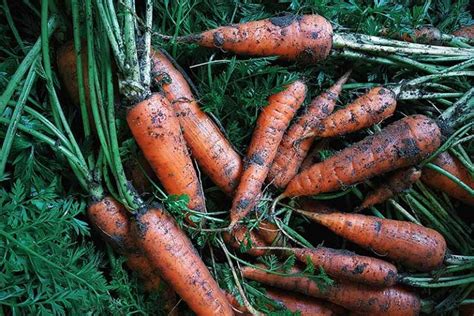 Carrot Growing Guides Tips And Information Gardeners Path