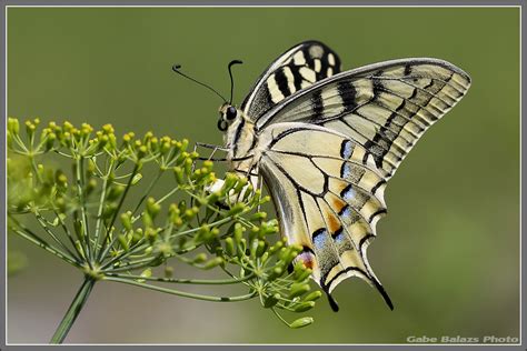 Butterfly On Dill Gabebalazs Flickr