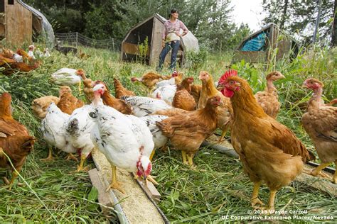 Farmer Spotlight Dinner Bell Farm Youre Invited To A Chicken Party