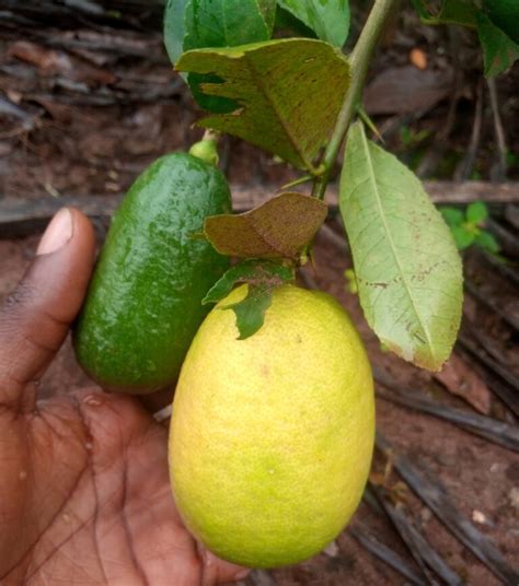 Kagji Lemon Bangladesh Variety Seedling Aefarmtech