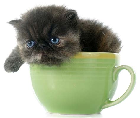 Here is a discussion about the teacup persian. Teacup Cats And Miniature Cats - A Complete Guide