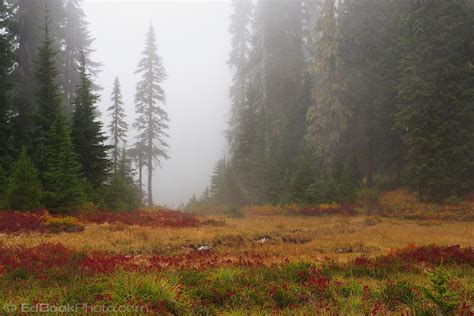 Fall Mist In Cascadia Ford Pinchot National Forest Celtic Heritage