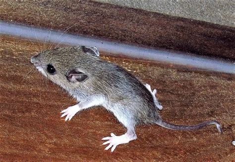 What Are The Different Types Of Mice Around Your House And Yard