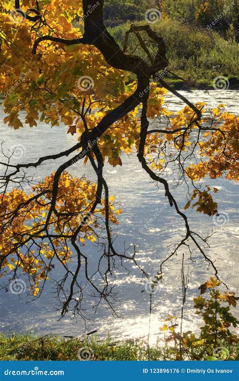 Maple Branch With Many Leaves On A Sunny Autumn Day Stock Photo Image