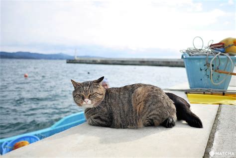 Tashirojima Island Guide The Cat Island Of Miyagi Matcha Japan