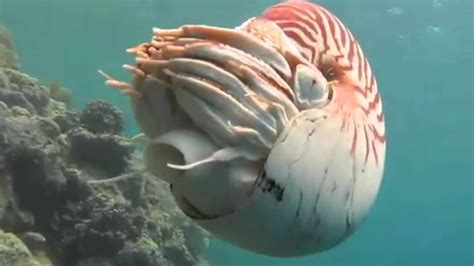The Chambered Nautilus 5 Youtube
