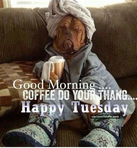 Sharing some crazy and hilarious tuesday morning funny quotes sayings, pictures and images to tickle your funny bone! Funny Tuesday Good Morning Quote | Animals greetings | Pinterest | Tuesday quotes funny, Funny ...