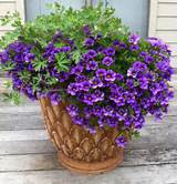 Pictures of Perennial Flowers For Containers