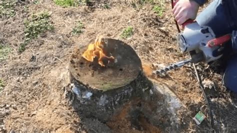 Video The Easiest Way To Remove A Stump This Procedure Is Efficient
