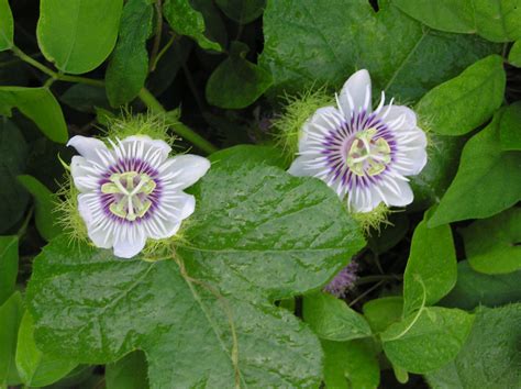 Passiflora Foetida L Plants Of The World Online Kew Science