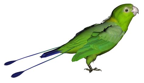 Parrot Png Image Transparent Image Download Size 1835x1071px