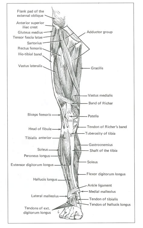 Leg Muscles Anterior