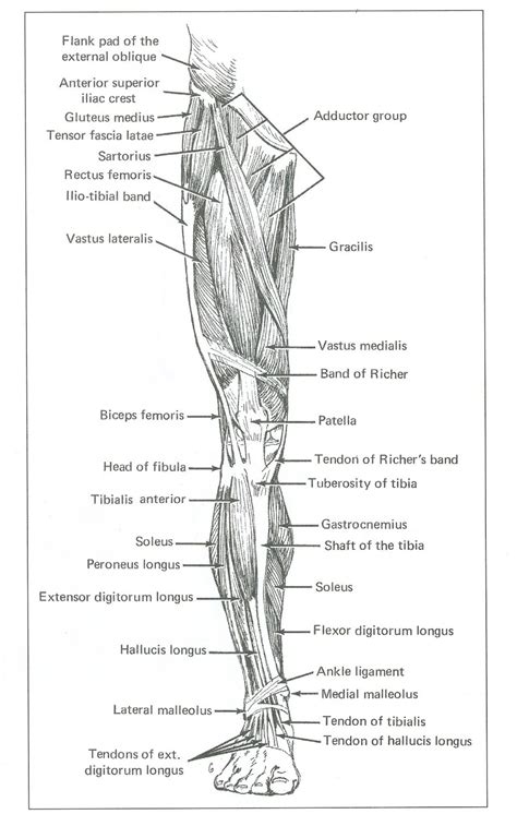Check spelling or type a new query. Life Drawing: Assignment #3: Leg Muscles