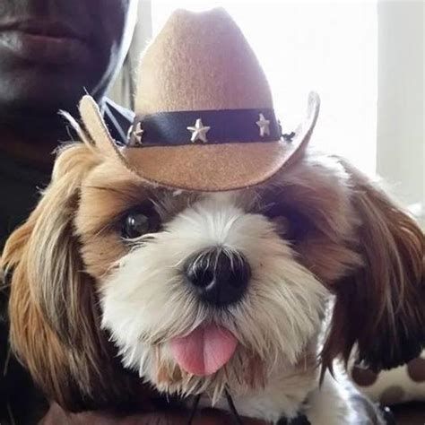 Dog Cowboy Hat Tan Baxterboo