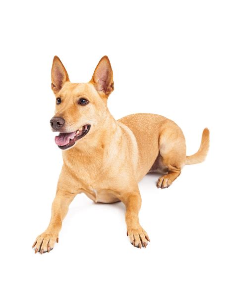 Carolina Dog Breed Characteristics And Care