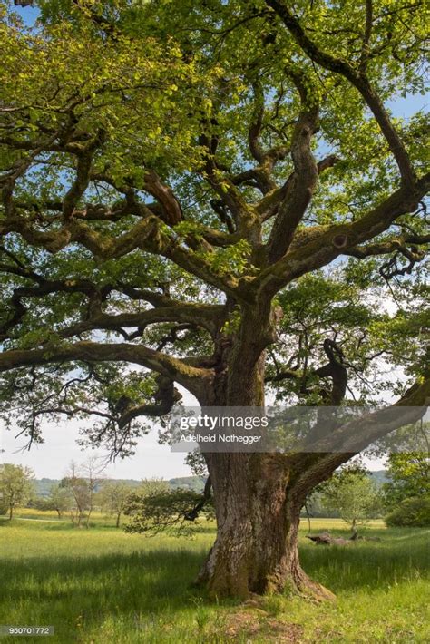 Met zijn 0.4mm slijtlaag is de moduleo select classic oak 24932 uitermate geschikt voor in uw woning. Old English Oak Urbersdorf Burgenland Austria High-Res ...