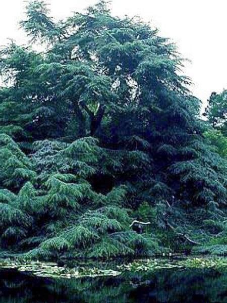 Cèdre Bleu De Latlas Cedrus Libani Atlantica Le Jardin Du Pic Vert
