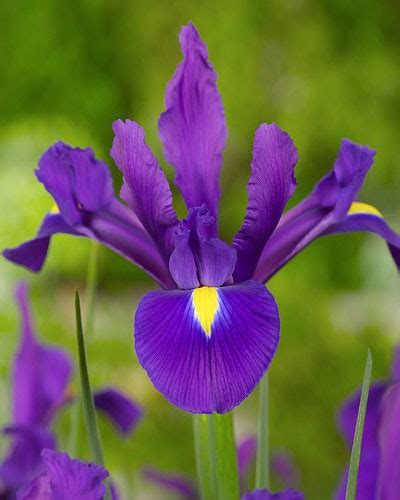 Dutch Iris Bulbs Purple Sensation Spring Garden Bulbs Pack 20 South