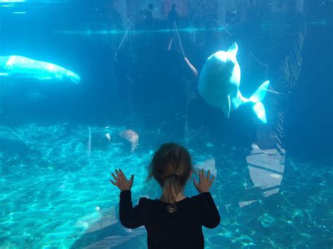 Experience Connecticuts Mystic Aquarium A Perfect All Ages Day Trip