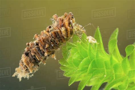 Caddisfly Larvae