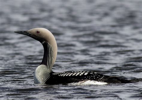 Rare Arctic Loon Never Seen Before in Wisconsin Documented in Bayfield 