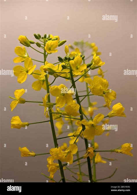 Little Yellow Flowers Of Ornamental Kale Stock Photo Alamy