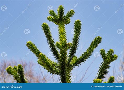 View Of The Leaves Of The Araucaria Araucana Monkey Puzzle Tree Stock