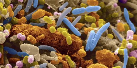 The Surprising Link Between Gut Bacteria And Anxiety Huffpost