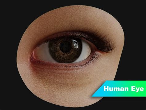 3d Model Pbr Human Eye With Eyelids Cgtrader