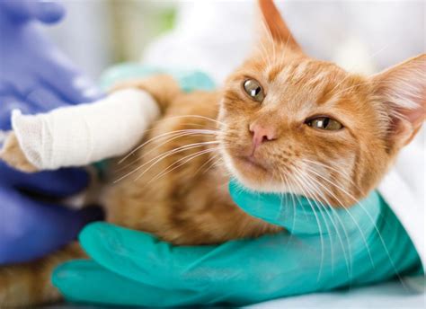 Ascites In Cats Causes Symptoms And Treatment Modern Vet