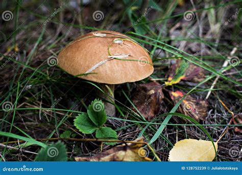 Wild Mushroom Picking Mushrooms Autumn Forest Stock Image Image Of