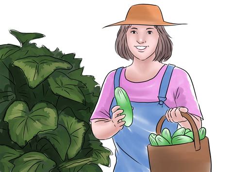 You can also look for seedlings or small cucumber plants at your local garden center. 3 Easy Ways to Grow Cucumbers (with Pictures) - wikiHow