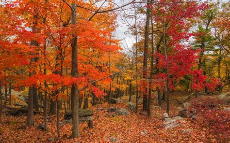 Commercial Landscaping Upper Marlboro Annapolis Leaf