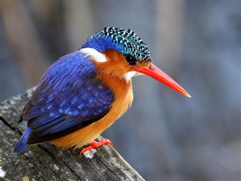 Blue Kingfisher Photo Credit To Elize Bezuidenhout Rbadassanimals