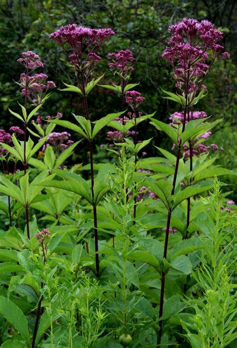 From the lightest of lilac to the deepest royal purple and every shade. A Brit in Tennessee: July 2010