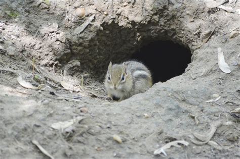 Chipmunk Control And Treatments For The Home Yard And Garden