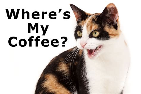 Cat Asking For Coffee Pinned By Puterfixxbiz Wheres My